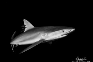 _W9A5225-Edit-6 コピーは販売用-Edit カリビアンリーフシャーク