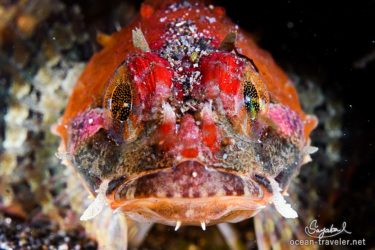 _DSC3441-Edit-3 フタスジカジカ