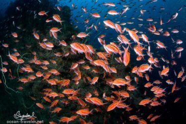 _DSC6672-Edit-Edit サクラダイの群れ