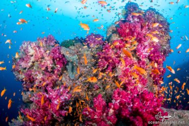 DSC_0857 ソフトコーラルとキンギョハナダイ@田子