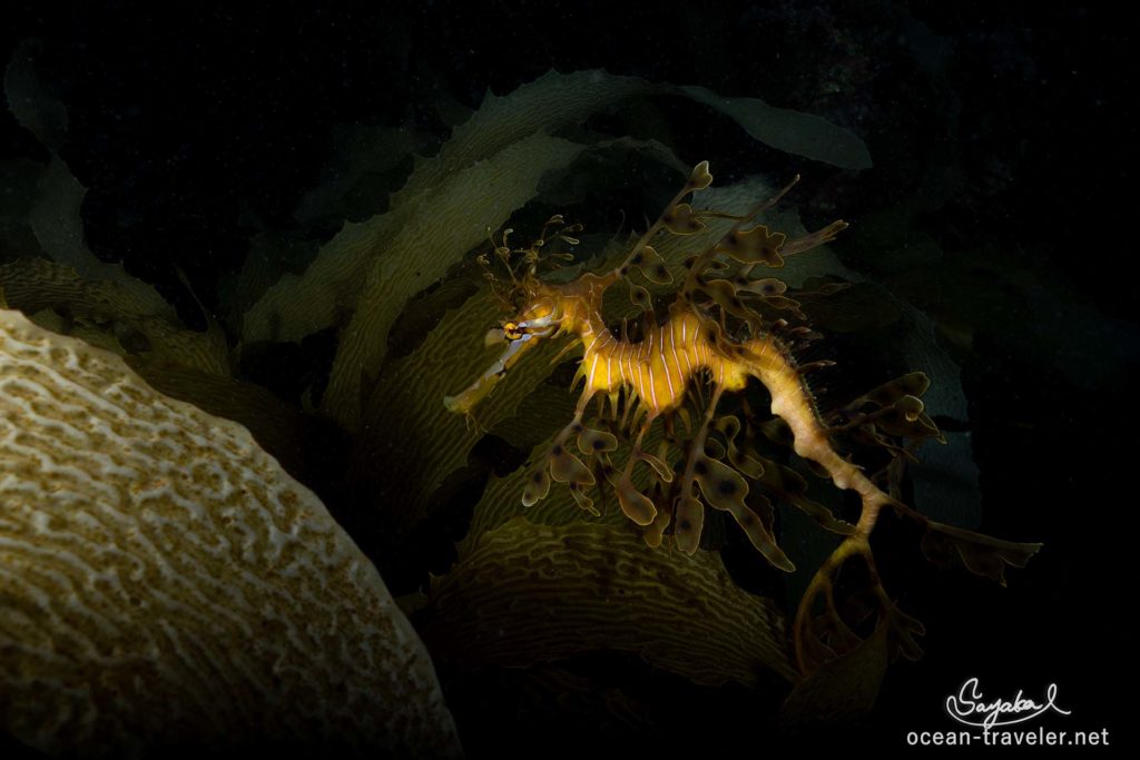 リーフィーシードラゴン